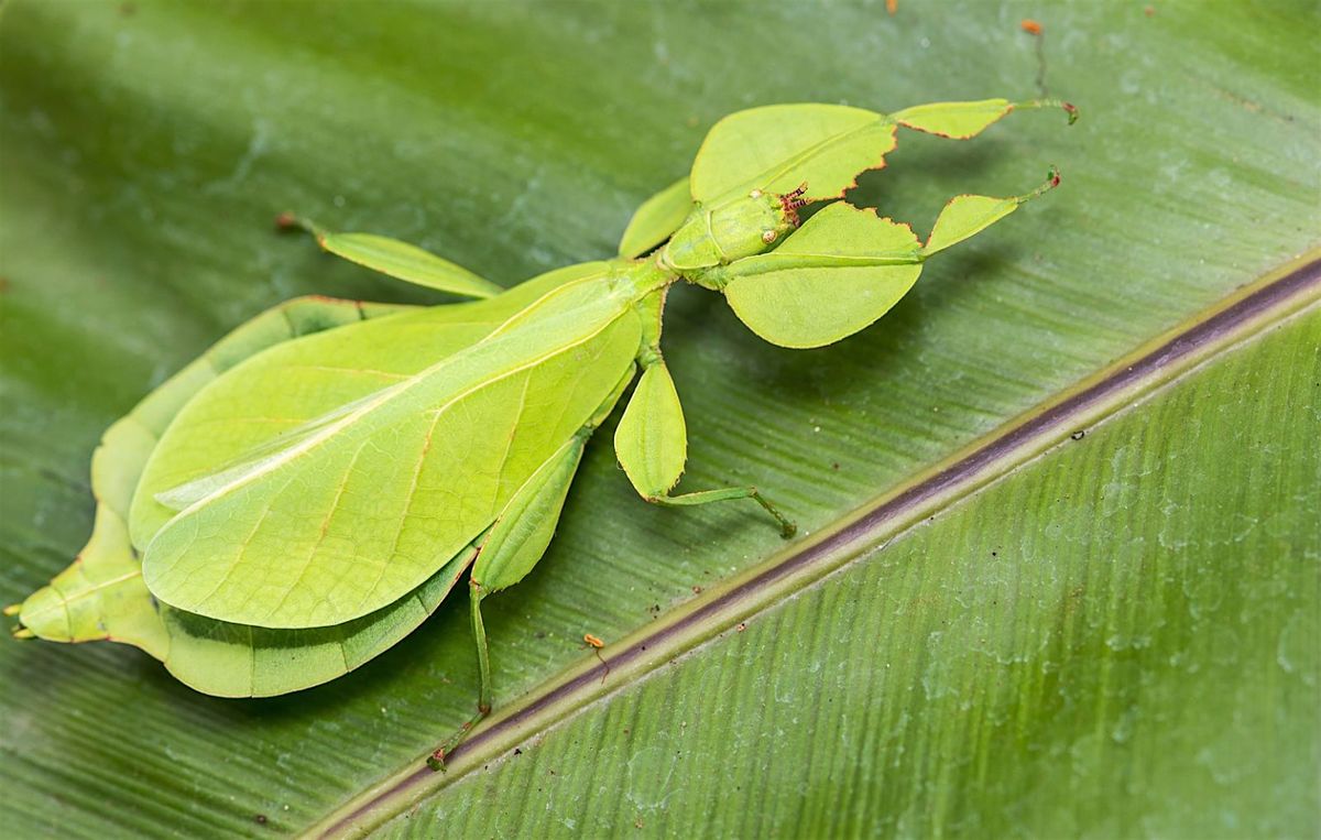 Bugs, Butterflies, and Bees, 16 May | Event in Oakland | AllEvents