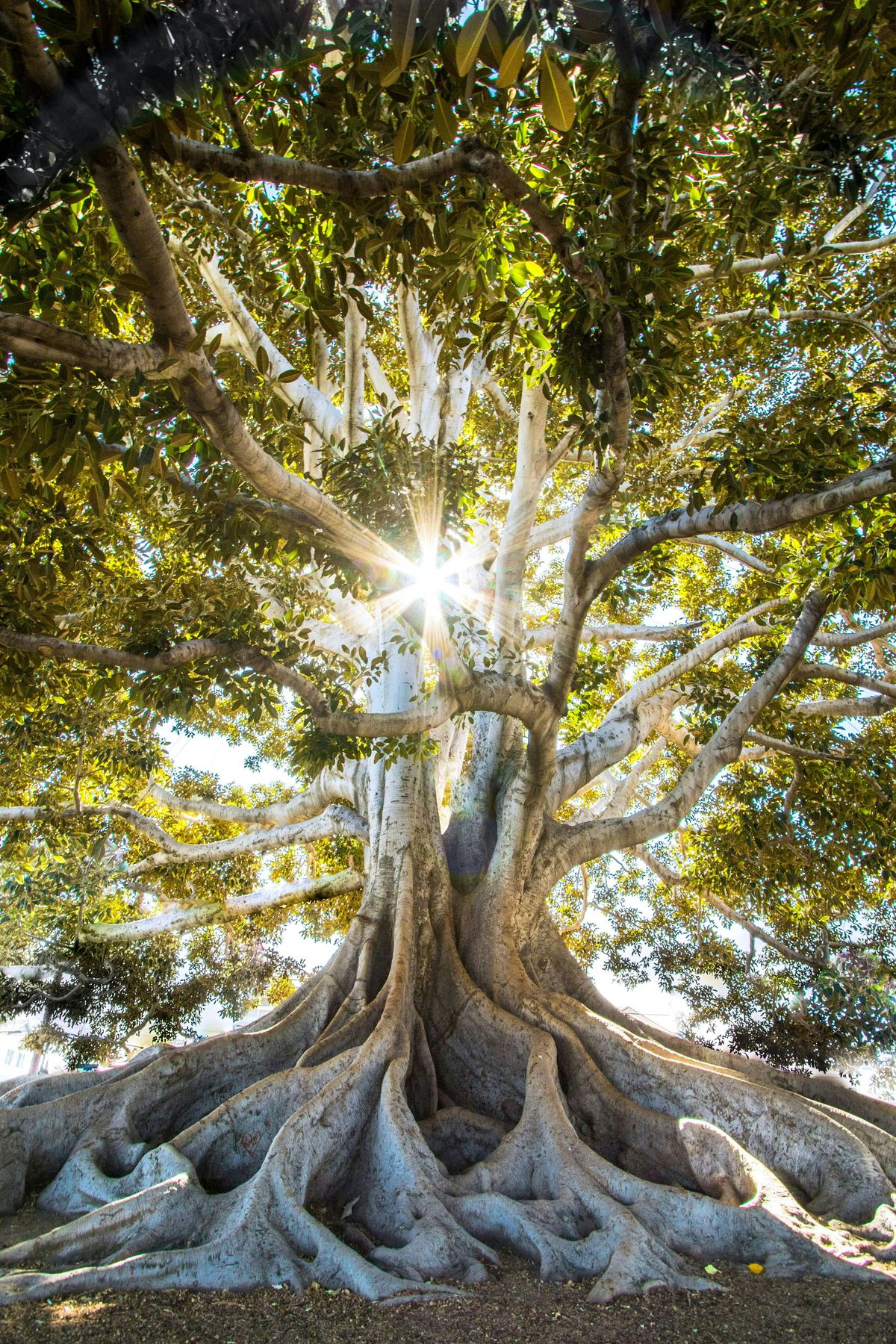 Reiki 101: What It Is and How to Begin, 15 July | Event in Irmo | AllEvents