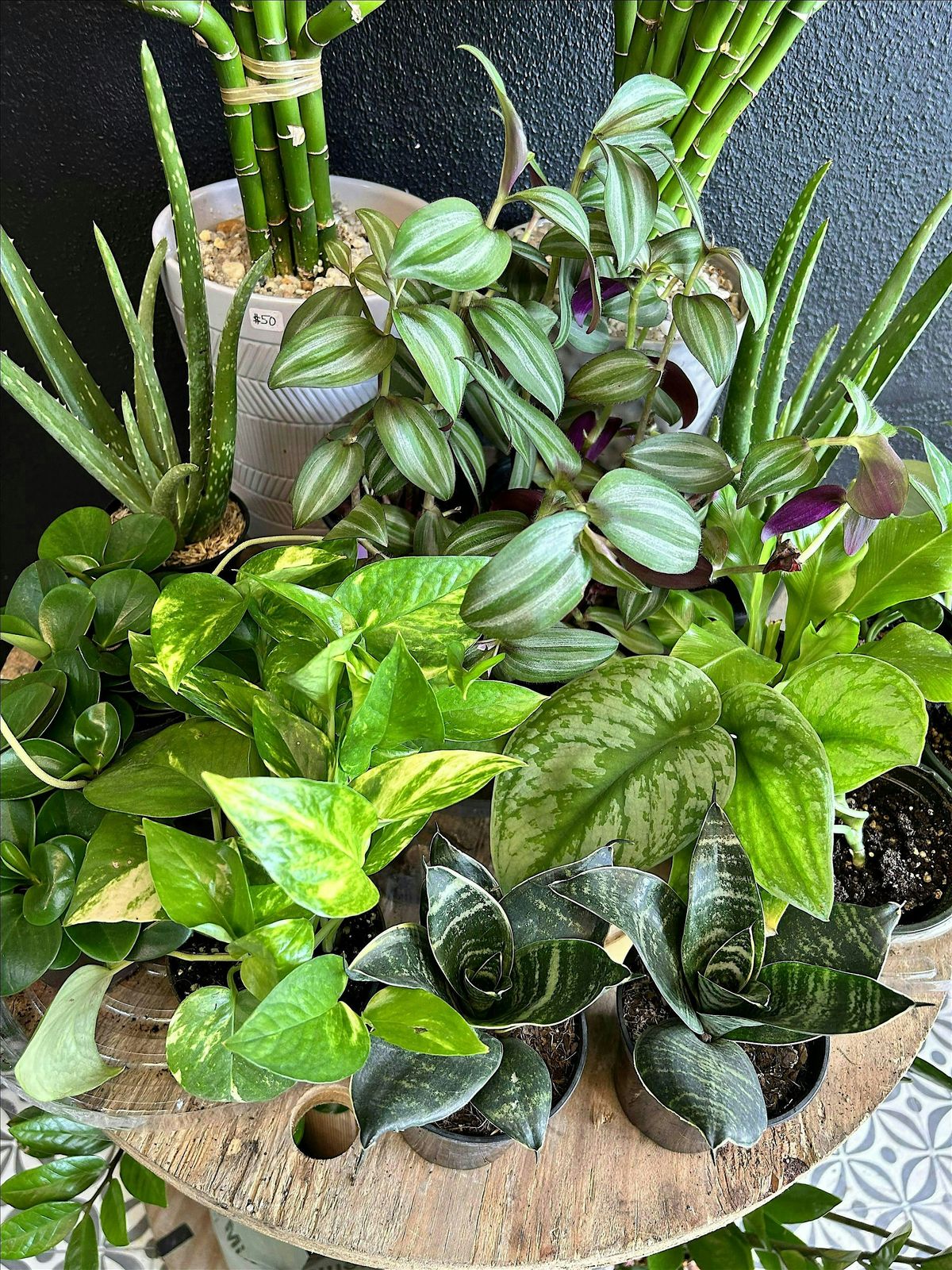 $30 - "Spook-tober" Plant & Sip Mixer at Westside Market Toco Hill, 19 October | Event in Atlanta