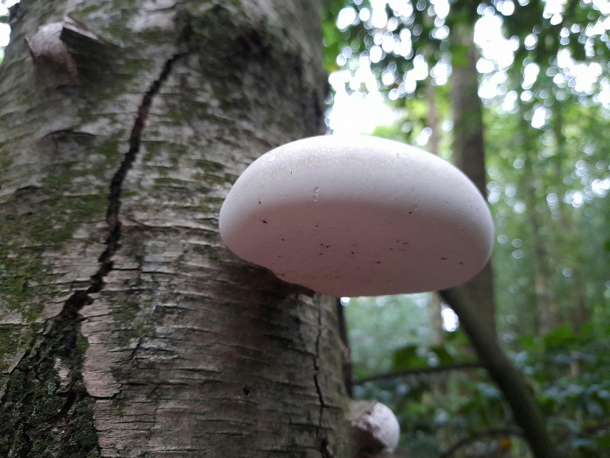 Mushroom Identification and Foraging Event 01/11/2025 | Event in Horsham | AllEvents