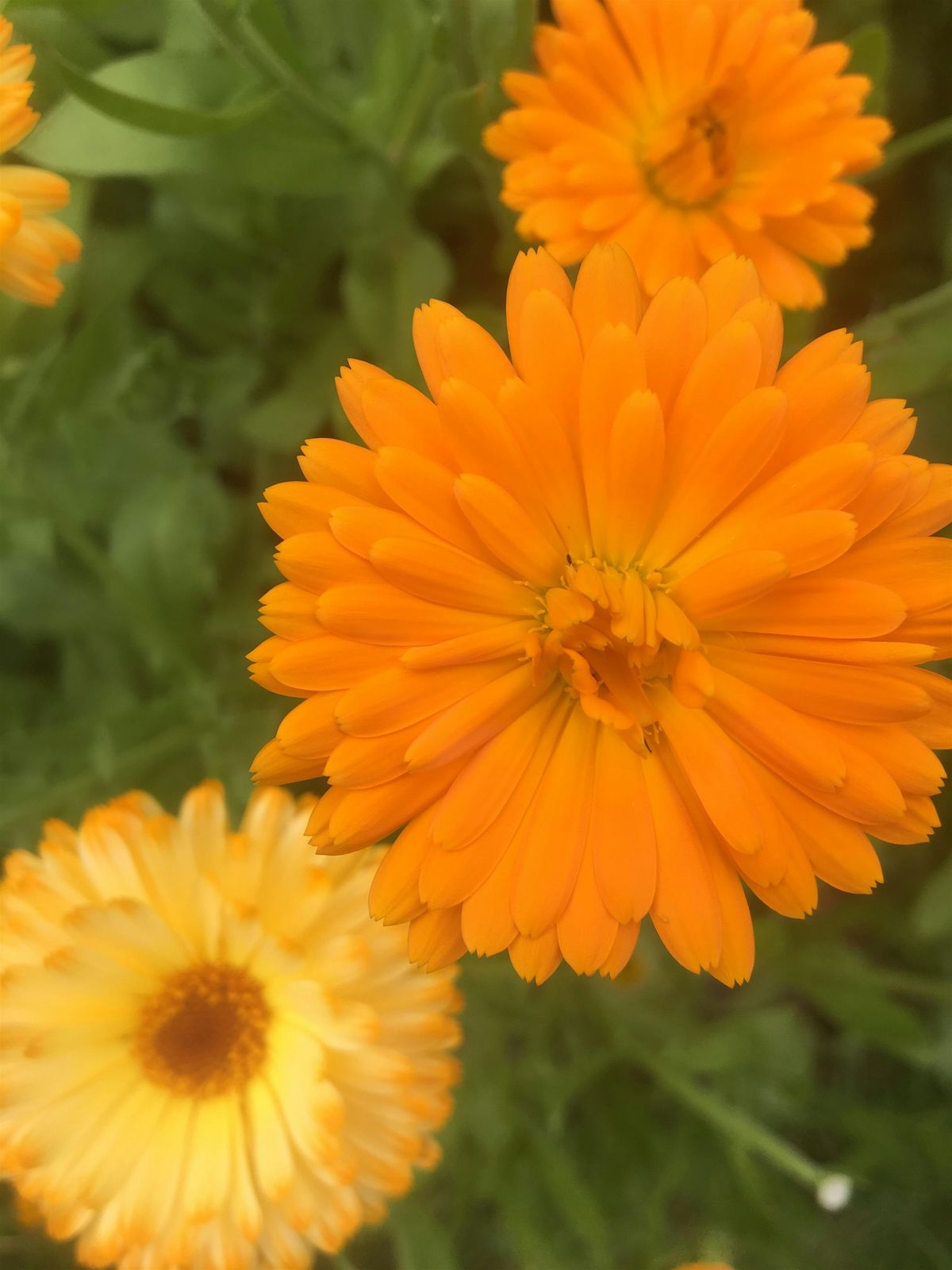 Calendula Class @ the Melrose Garden, 19 July | Event in Cincinnati | AllEvents