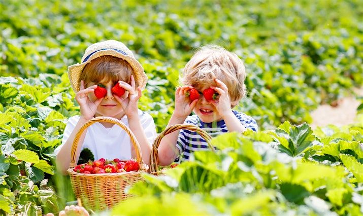 Play & Learn: STRAWBERRIES!, 10 July | Event in Carlton | AllEvents
