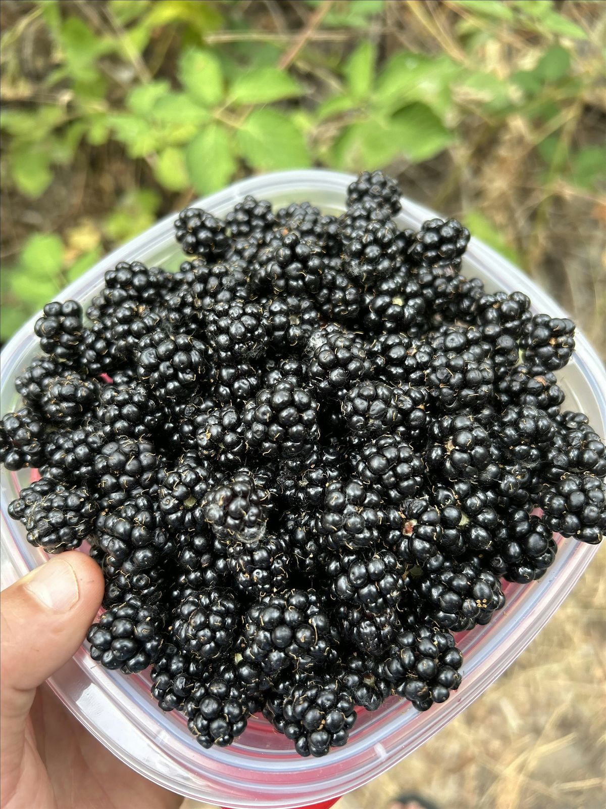 July foraging/plant ID class, 2 July | Event in Garden City | AllEvents