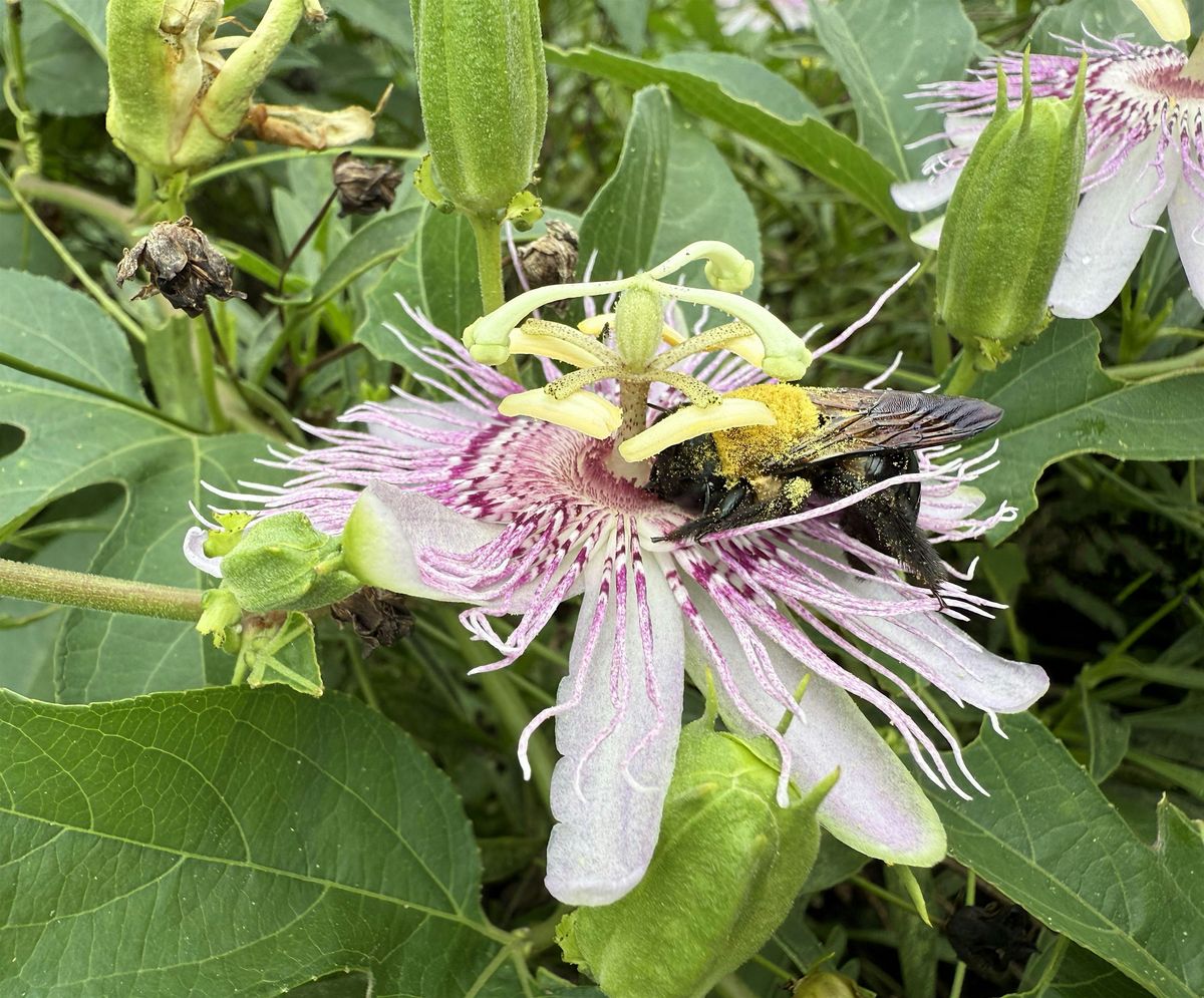 Homesteading Basics: Maypop, 10 September | Event in Rockingham | AllEvents
