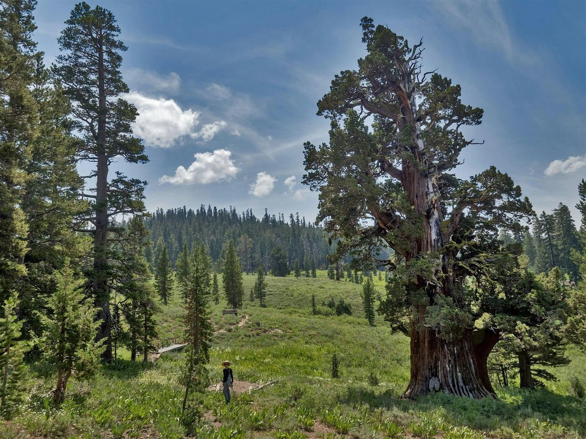 Birding Eagle Meadow and Bennett Juniper, 28 June | Event in Riverbank | AllEvents