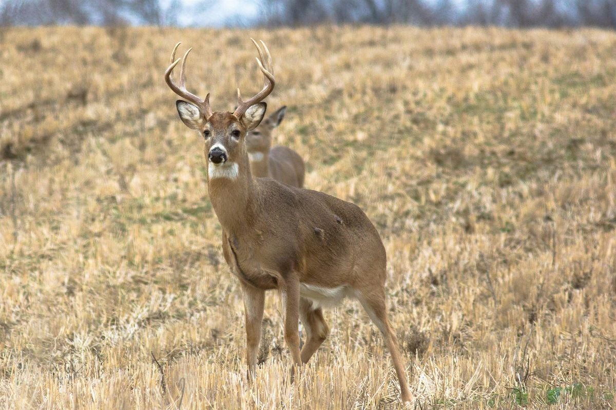 Archery Deer Workshop - Learn to blood track deer and sight in your bow!, 6 September | Event in Marion | AllEvents