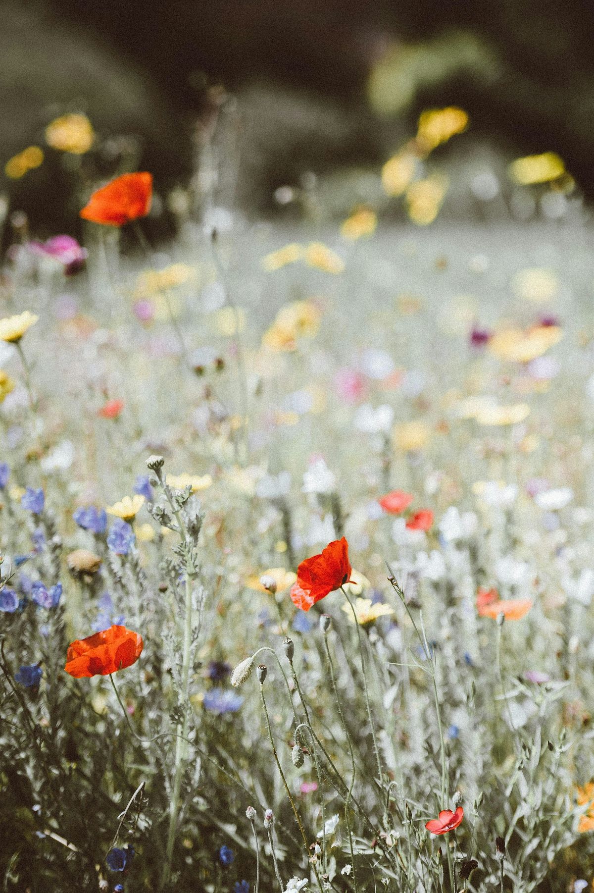 Native Plants & Pollinator Gardens, 12 July | Event in Baltimore | AllEvents