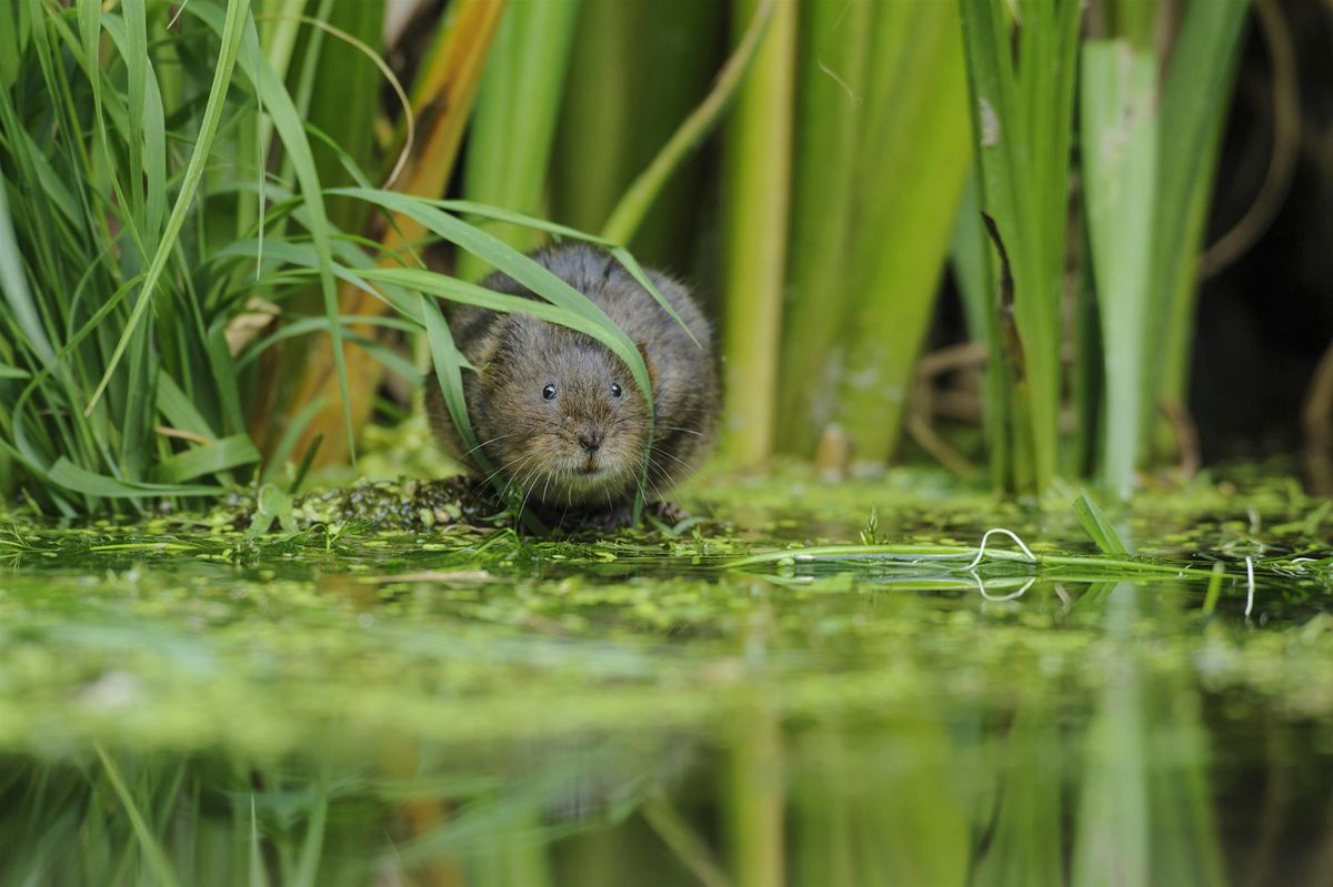 Water Voles and other Riverside Mammals with Ruth Hawksley and Iain Webb, 25 April | Event in Cambridge | AllEvents