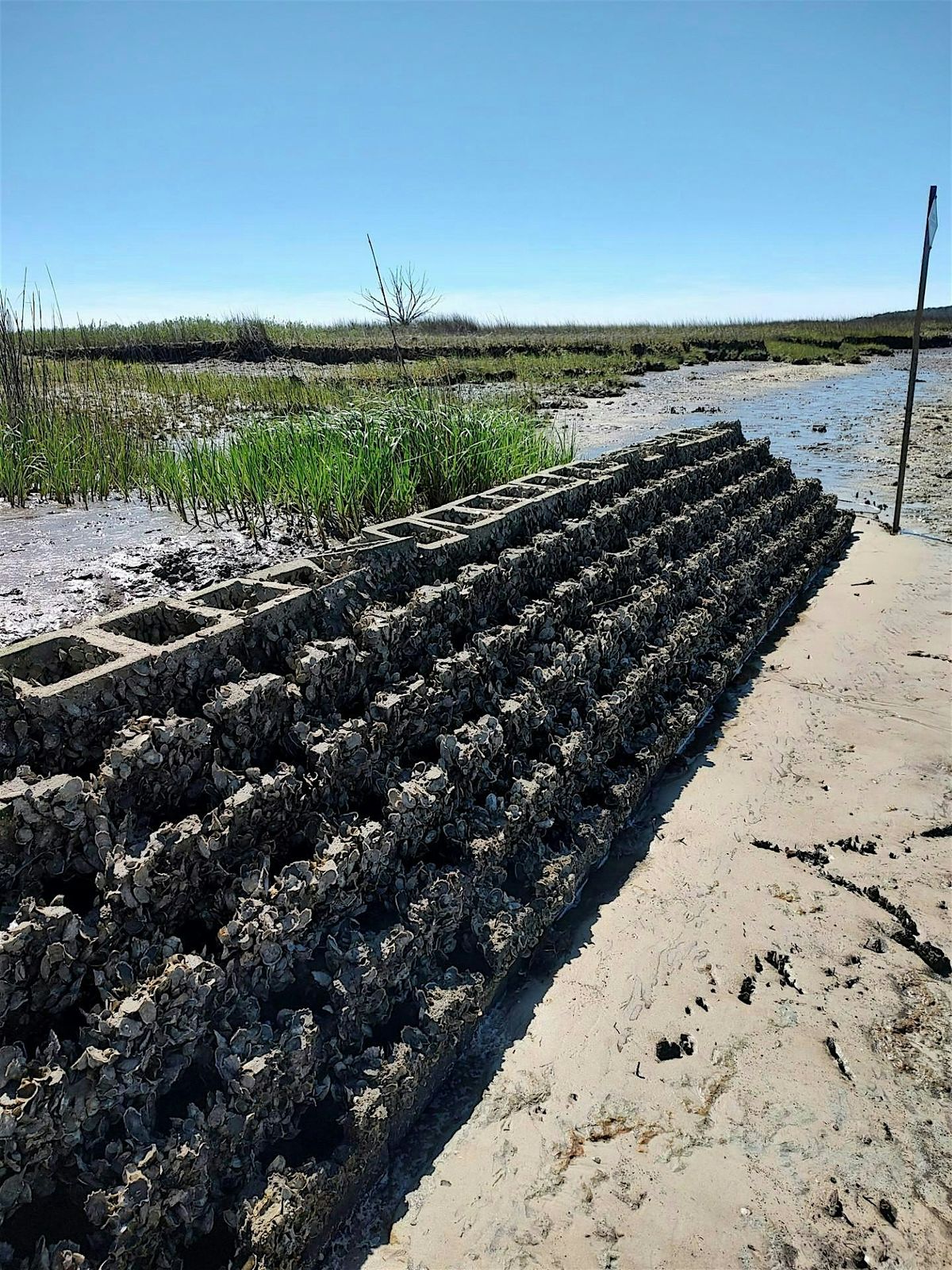 Oyster Castle/ Shoreline Habitat Unit Reef Build, 21 June | Event in Port Royal | AllEvents