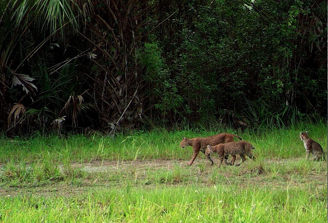The Secret Lives of Panthers and Bobcats, 8 November | Event in Immokalee | AllEvents
