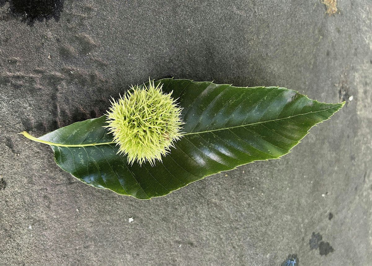 How to Meet a Chestnut: Sensing Ecologies, 22 September | Event in Brooklyn | AllEvents