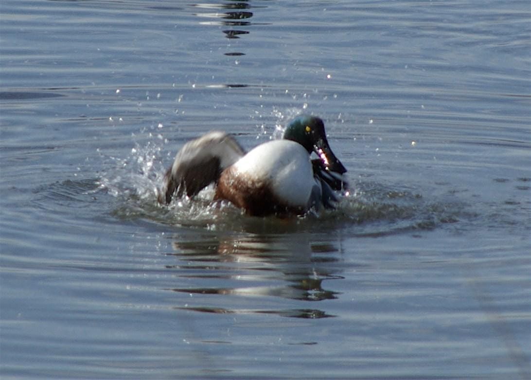 Beginning Bird Watching: Instructions & Short Walk, 7 December | Event in San Jose | AllEvents