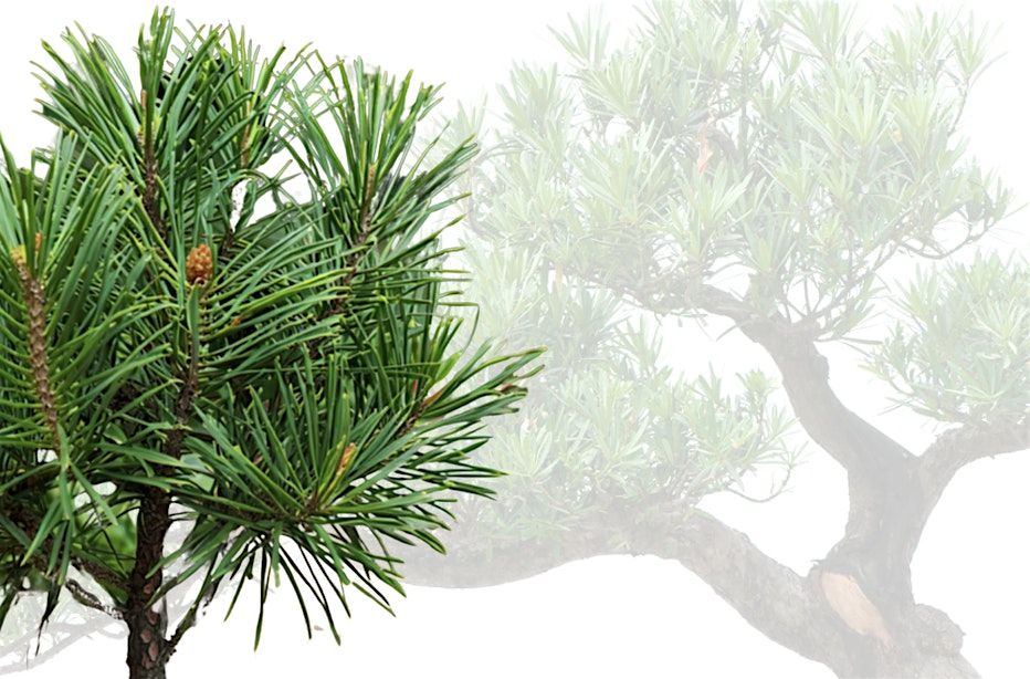 Beginner Bonsai Workshop, 17 January | Event in Portland | AllEvents