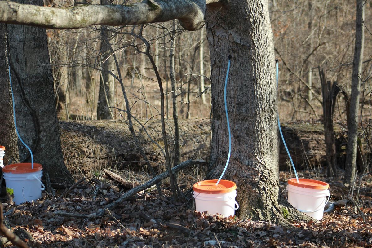 Backyard Maple Tapping Demo & Workshop Fall 2025, 2 October | Event in Shepherdsville | AllEvents