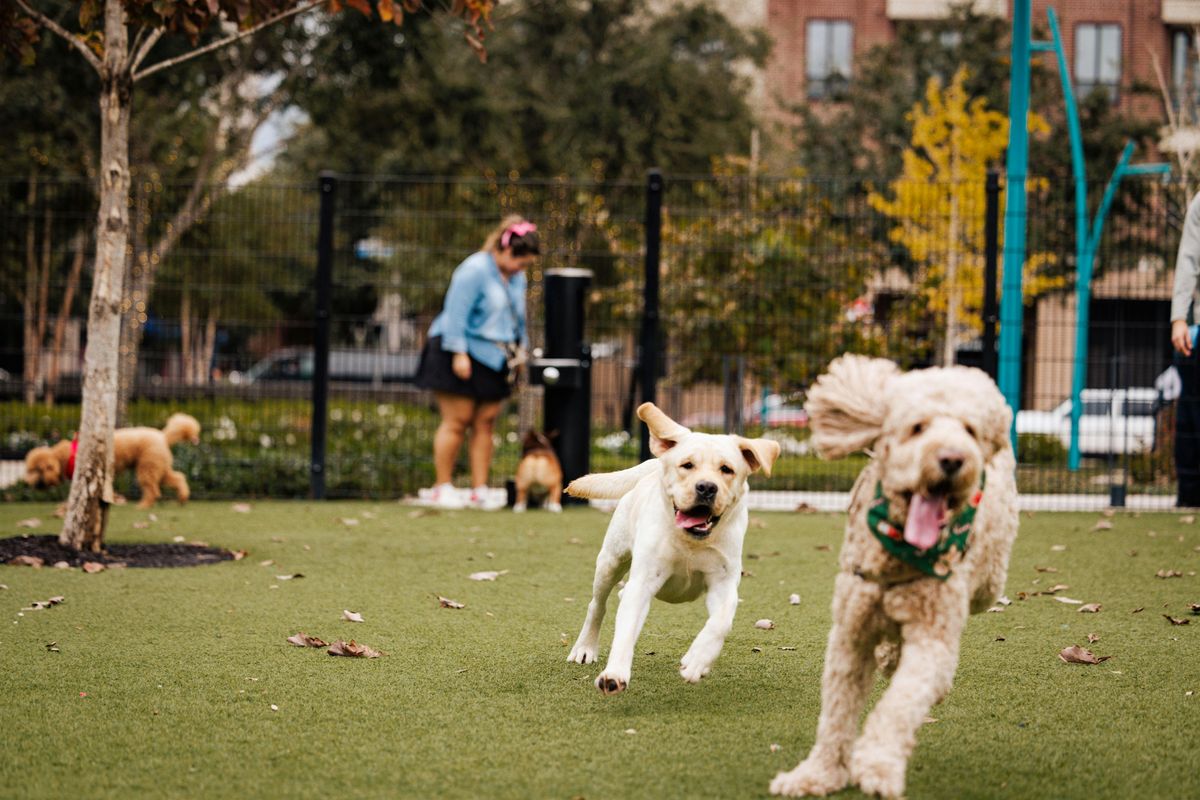 Yappy Hour Series at Trebly Park | Event in Houston | AllEvents