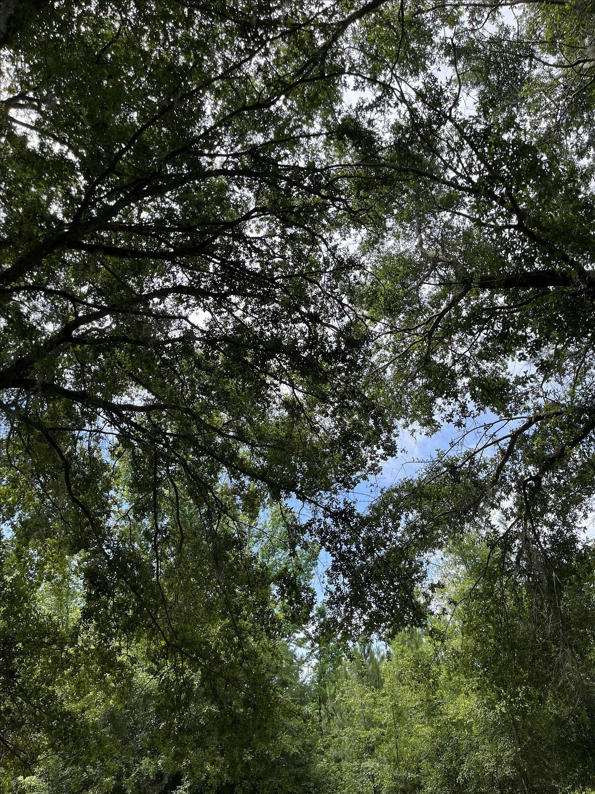 Summer Forest Bathing Session, 16 August | Event in Tallahassee | AllEvents