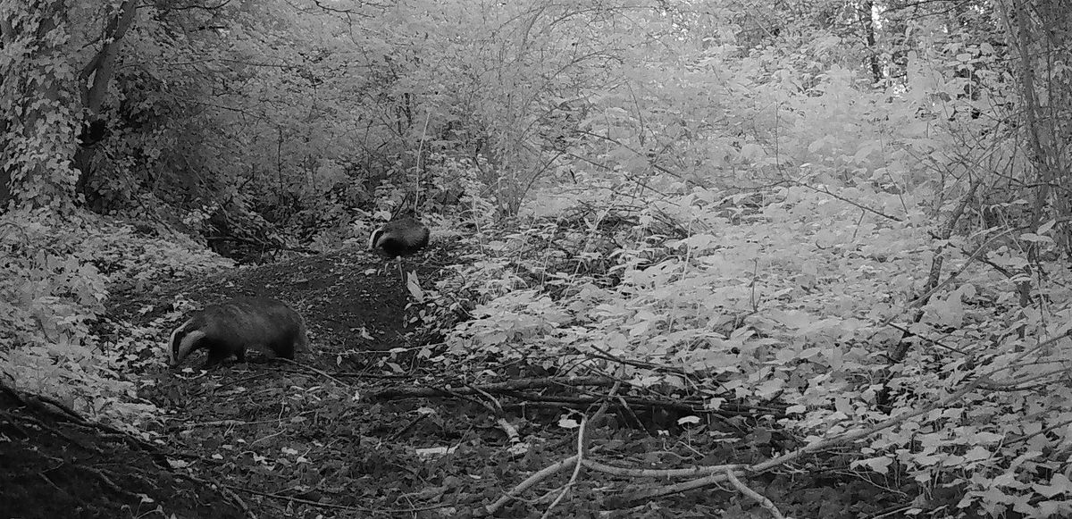 Trail Camera Workshop, 22 October | Event in Worcester | AllEvents