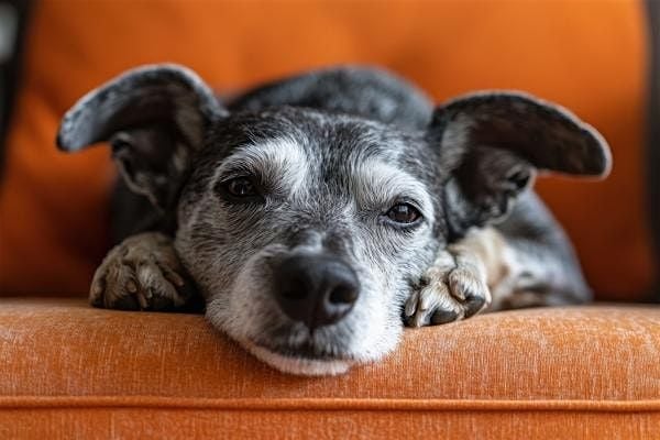 Howl-O-Ween: Pet Adoption Event & Vendor Fair, 18 October | Event in San Diego | AllEvents