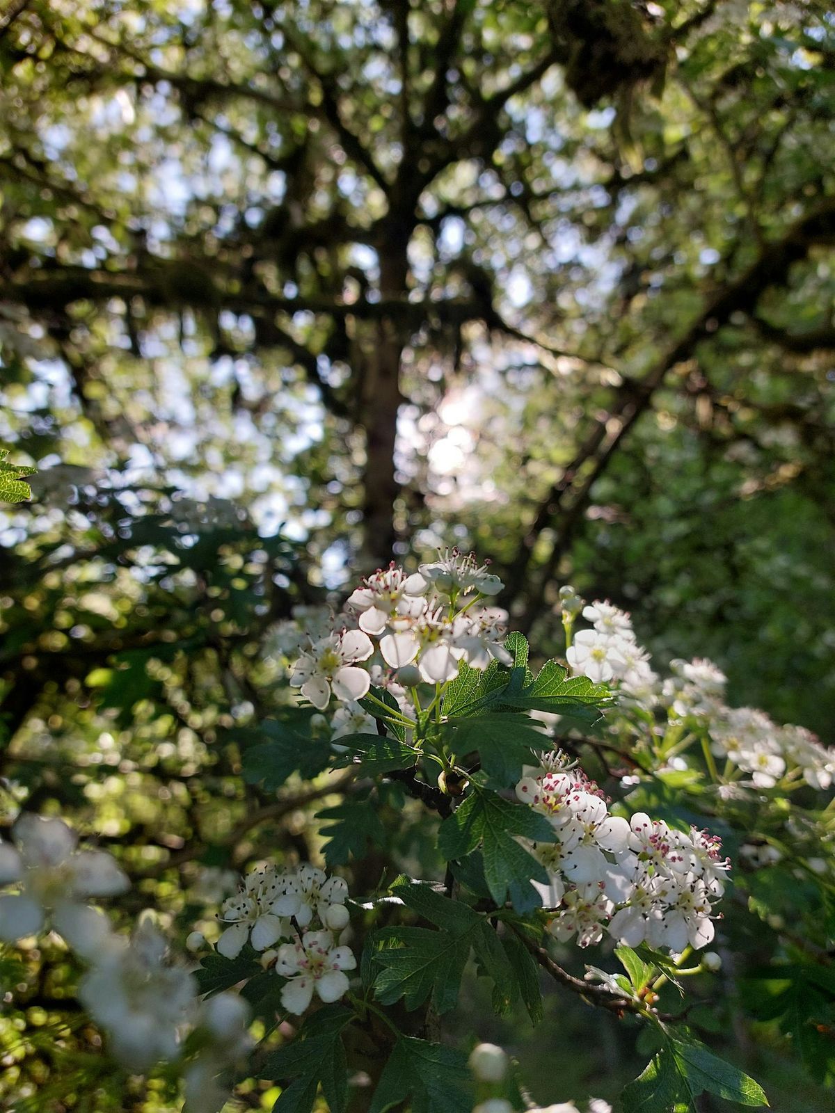Foraging foray, 26 September | Event in Bosherston | AllEvents