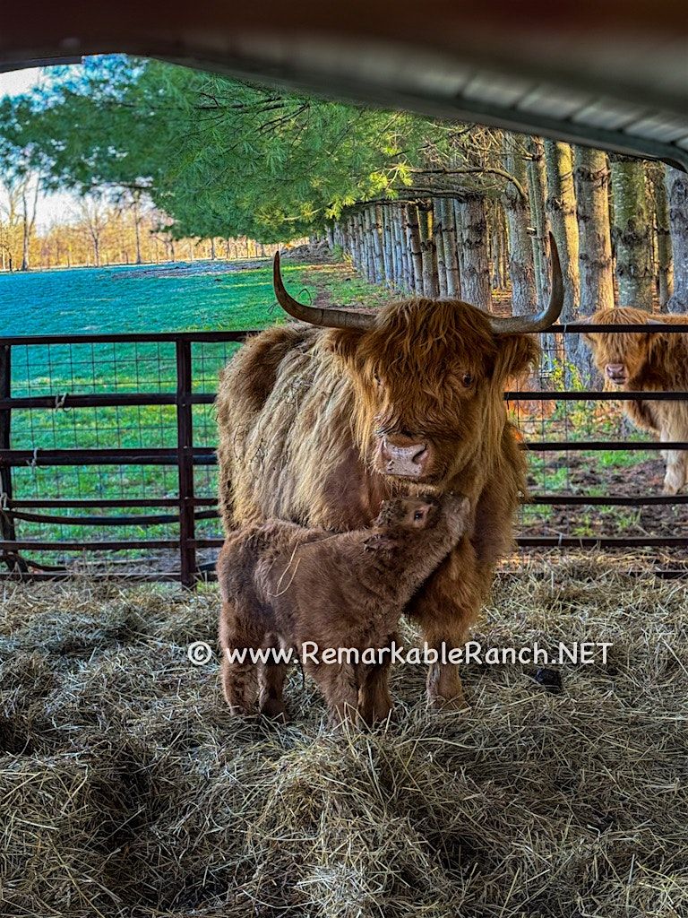 MOO-sic and Mental Health - With the Highland Cows of Remark-Able Ranch! | Event in Cleveland | AllEvents