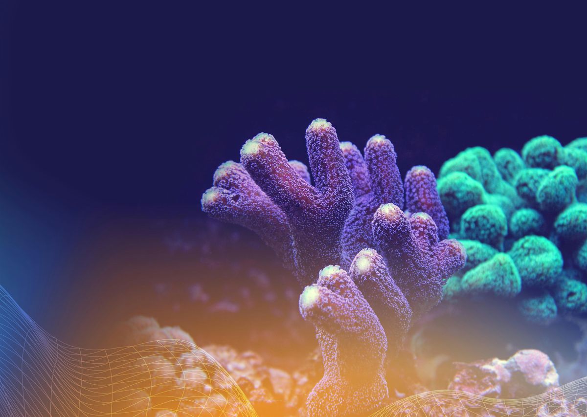 Nature Conferences- Corals, Coasts and One Health, 14 February | Event in Thuwal | AllEvents