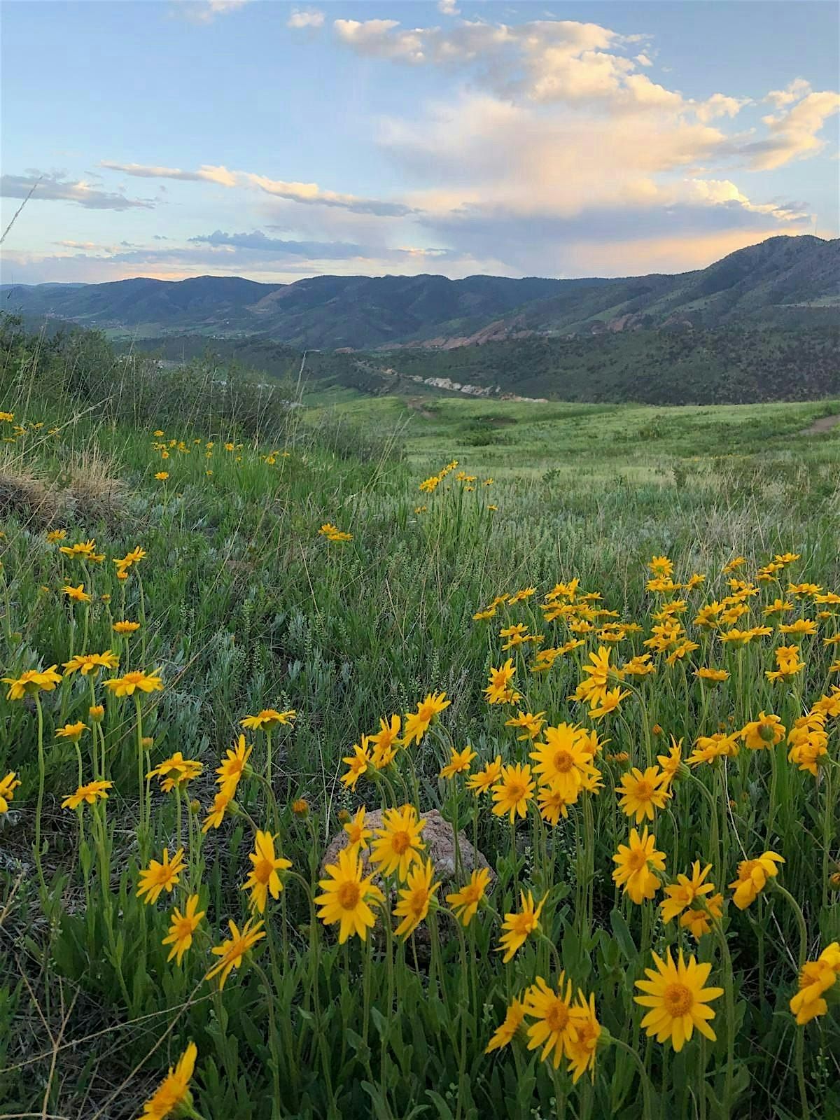 LO Colorado | Wildflower Hike and Spanish Conversation Group, 25 May | Event in Littleton | AllEvents