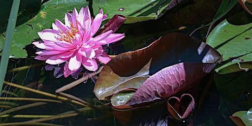 Petals & Patterns: Mandalas & More w/ Kindred Nature 8/21 at 6pm, 21 August | Event in Washington