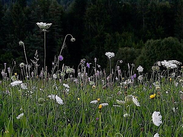 Wildflower Meadow Seeding Event! | Event in Titusville | AllEvents