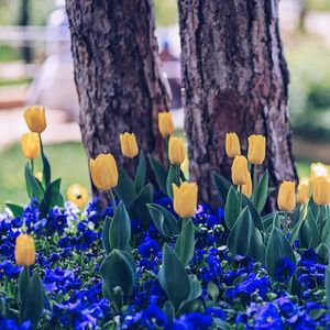 Oklahoma City Home + Garden Show, Oklahoma State Fairgrounds, OKC OK