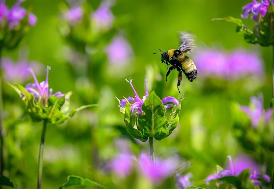 2025 Summer Nature Journaling at Prophetstown State Park-August, 10 August | Event in West Lafayette | AllEvents