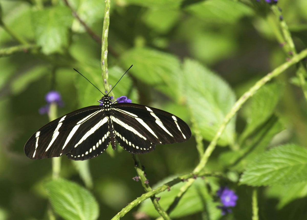 Creating a Pollinator Garden, 12 September | Event in Largo | AllEvents