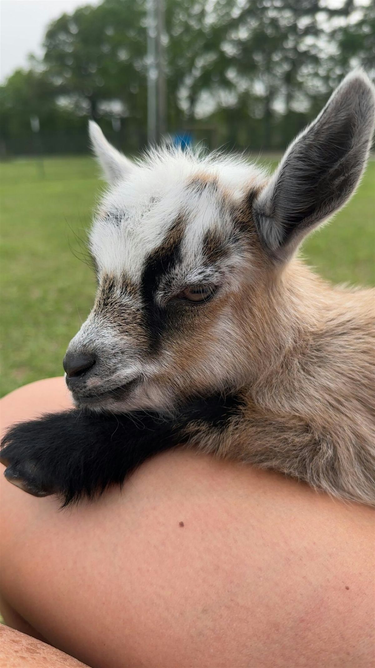 Goat Yoga at 6 Jacksons Farm - Sunrise session with Mimosas!, 31 May | Event in Overton | AllEvents