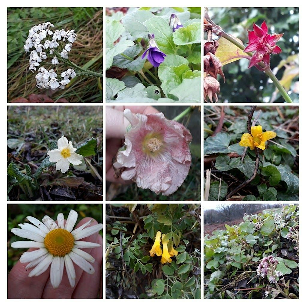 New Years Plant Hunt at University of Worcester