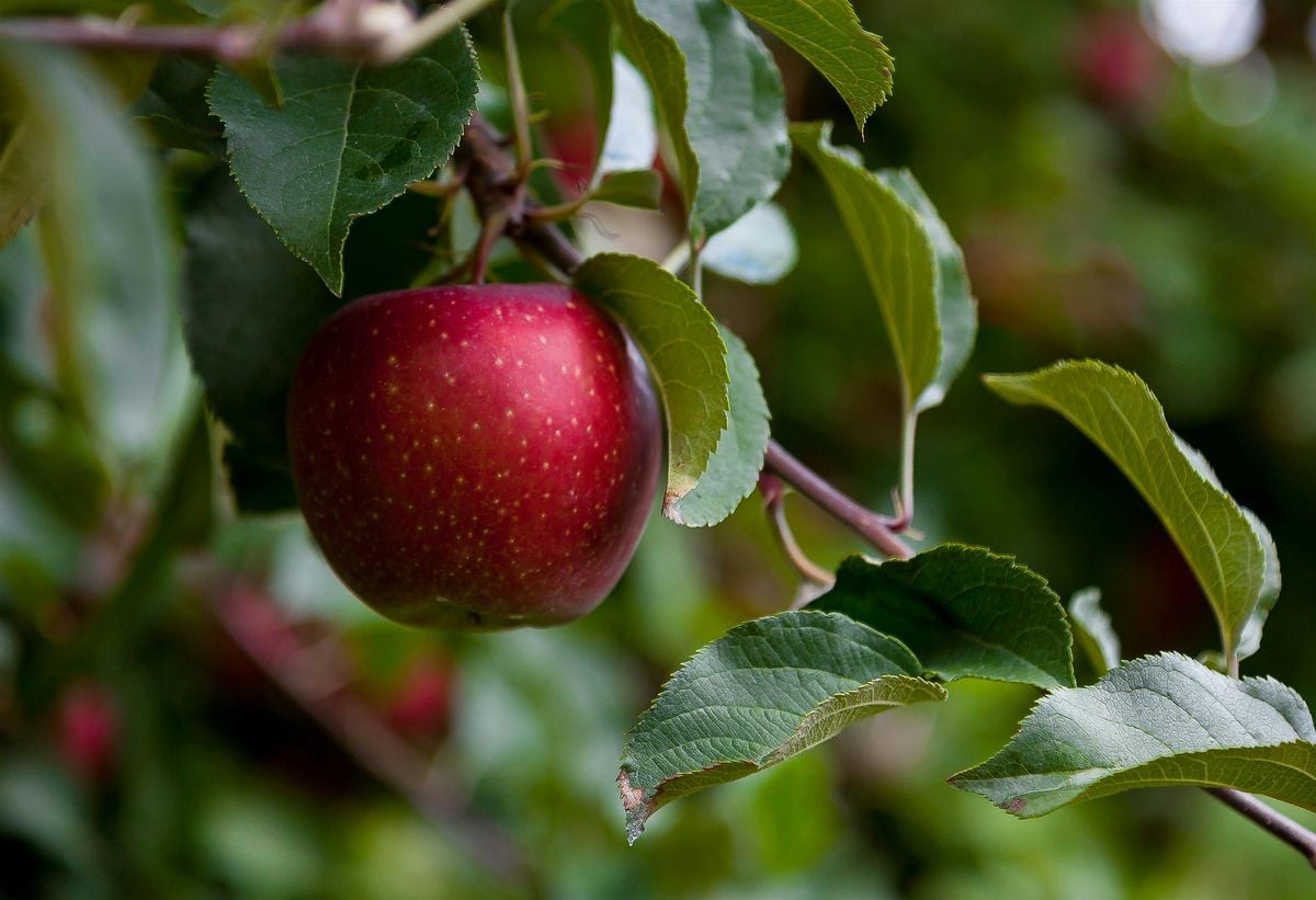 Apple Fest, 18 October | Event in Baltimore | AllEvents