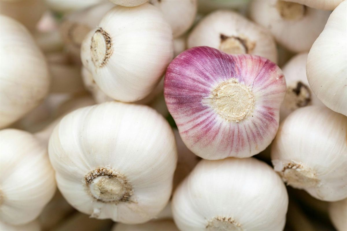 Garlic, the Stinking Rose: Origins, Lore, and Biology, 6 September | Event in Hudson | AllEvents