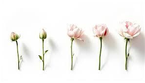Thrive & Bloom: A Parent Café | Event in Philadelphia | AllEvents