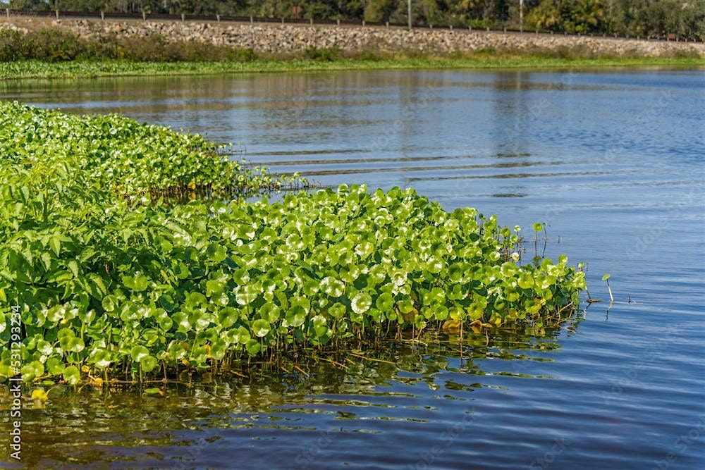 Pond Management Workshop Series- Introduction to Florida Pond Management, 5 September | Event in Crestview