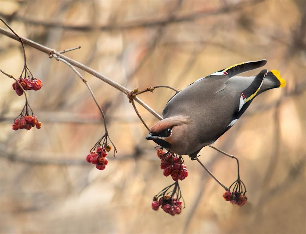 Birding From Point Edward to Grand Bend Canada, 8 November | Event in Point Edward | AllEvents
