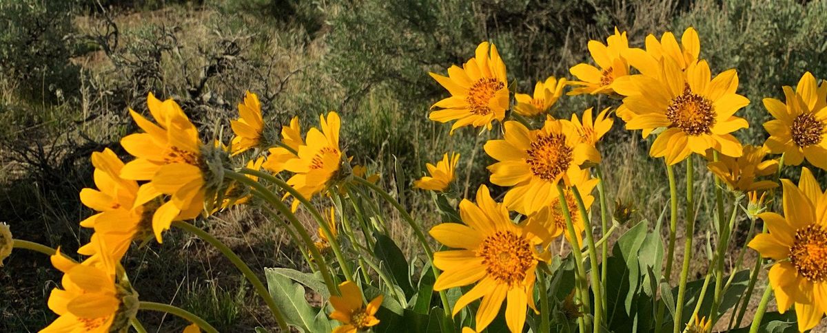 Plant Native Class Series:  Native Plants 101, 9 August | Event in Bend | AllEvents