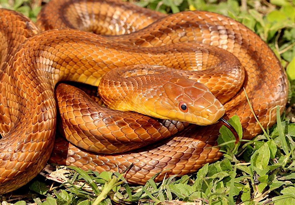 Sssnakes of Southwest Florida, 30 October | Event in Bradenton | AllEvents