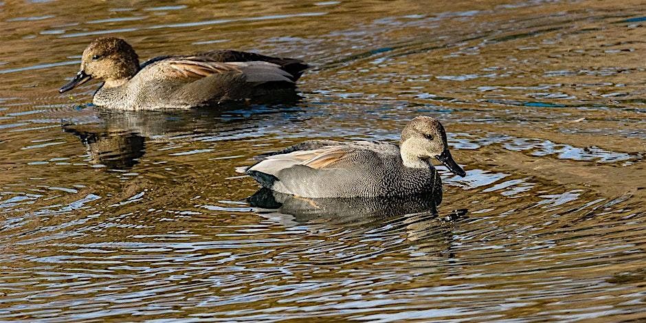 Fall Bird Photography In Kathryn Albertson Park, 8 November | Event in Boise | AllEvents