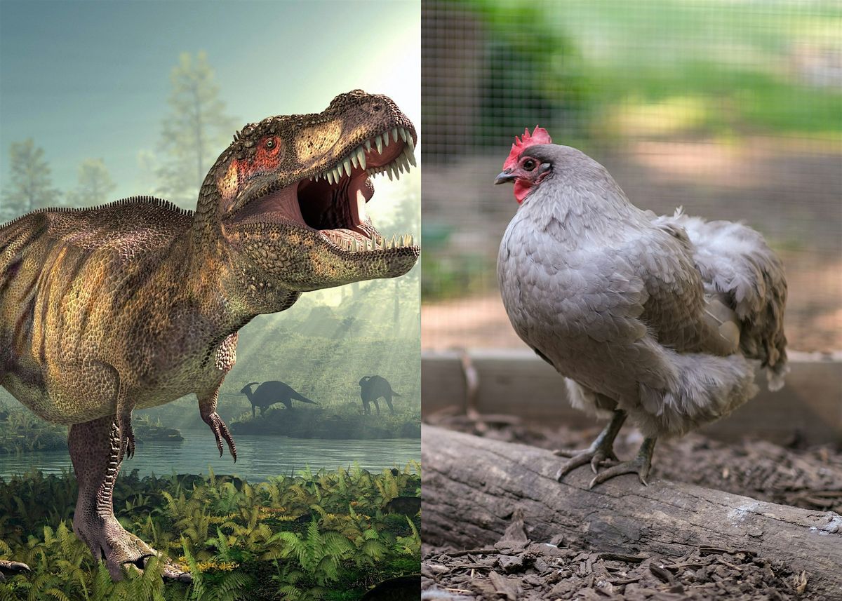 From Scales to Feathers: Exploring Chickens & Their Dinosaur Relatives, 20 July | Event in Cincinnati
