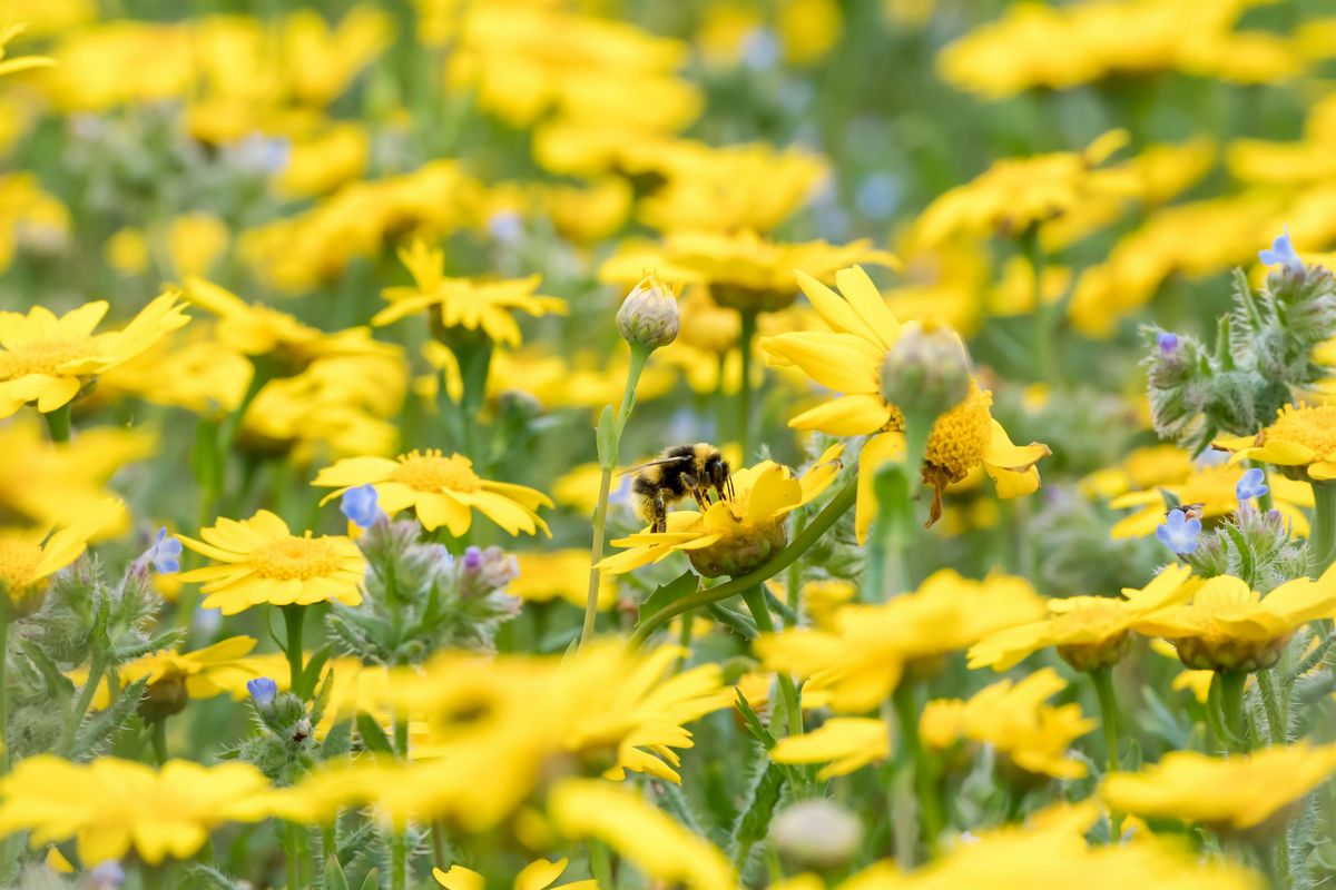 Bumblebee Smallholding survey day at Llandysul, 21 August | Event in Llandysul | AllEvents