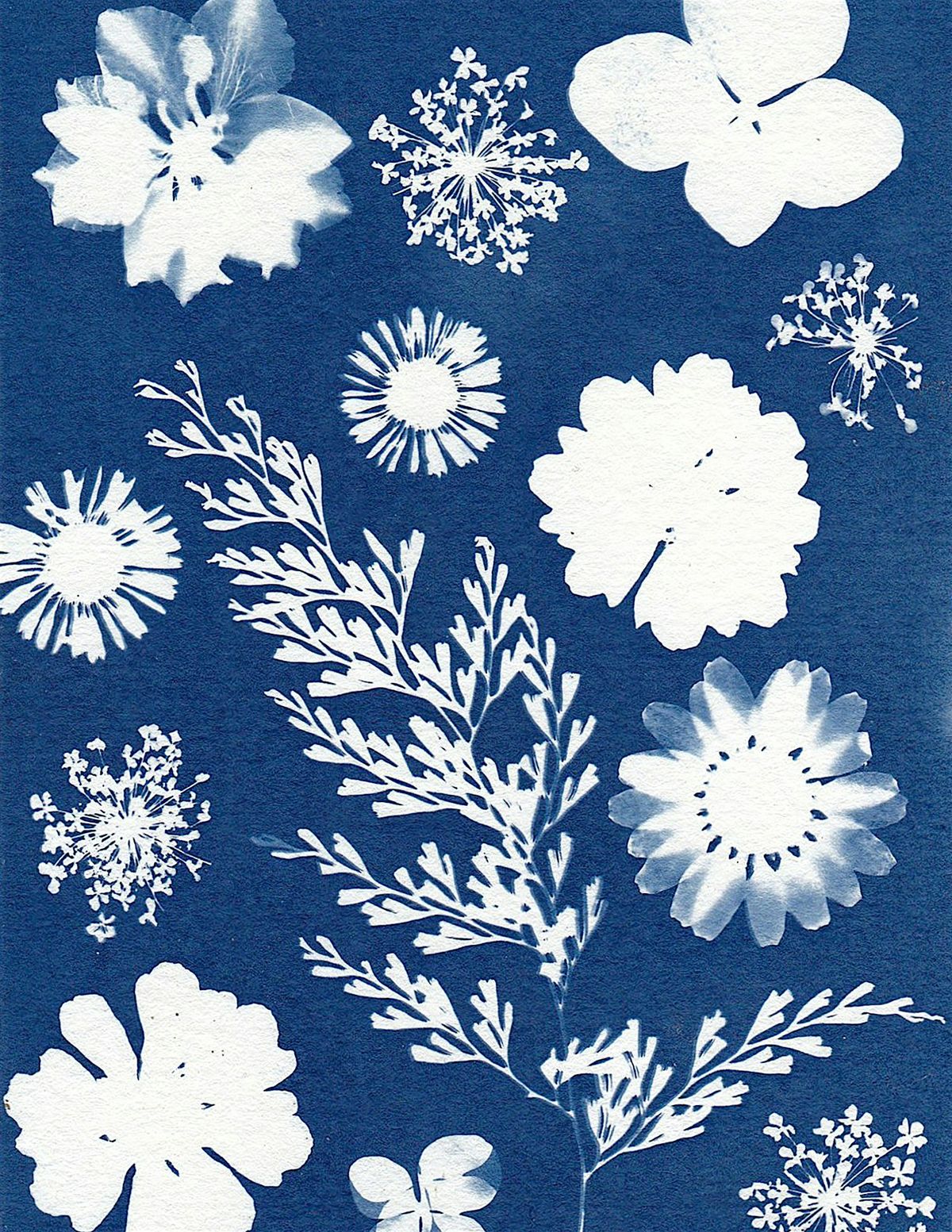 Cyanotype Sun Impressions- Craft Workshop | Event in Oregon City | AllEvents