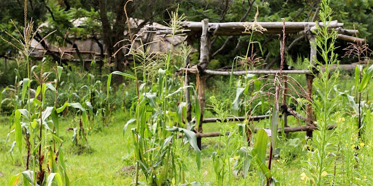 Companion Planting Workshop, 7 June | Event in Plymouth | AllEvents