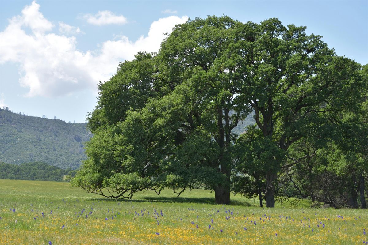 Our Wild Watershed: All About Native Oaks with April Lynch, 21 August | Event in Santa Rosa | AllEvents