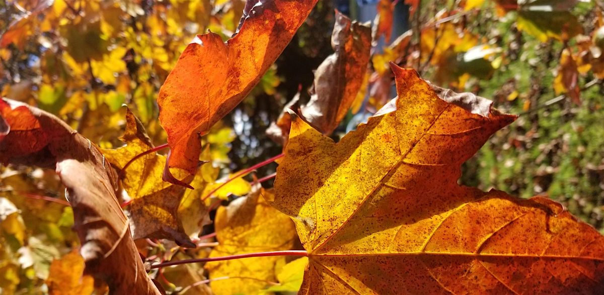 Gardening Lady Autumn Foraging Walk  with Lunch, 4 October | Event in Penwortham, Preston | AllEvents