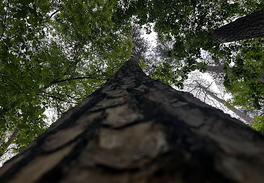 Trees of the Preserve, 11 April | Event in Atlanta | AllEvents