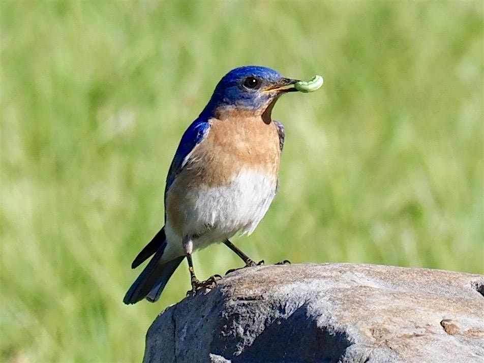 Beginner Birding for Kids, 28 June | Event in Pequea | AllEvents