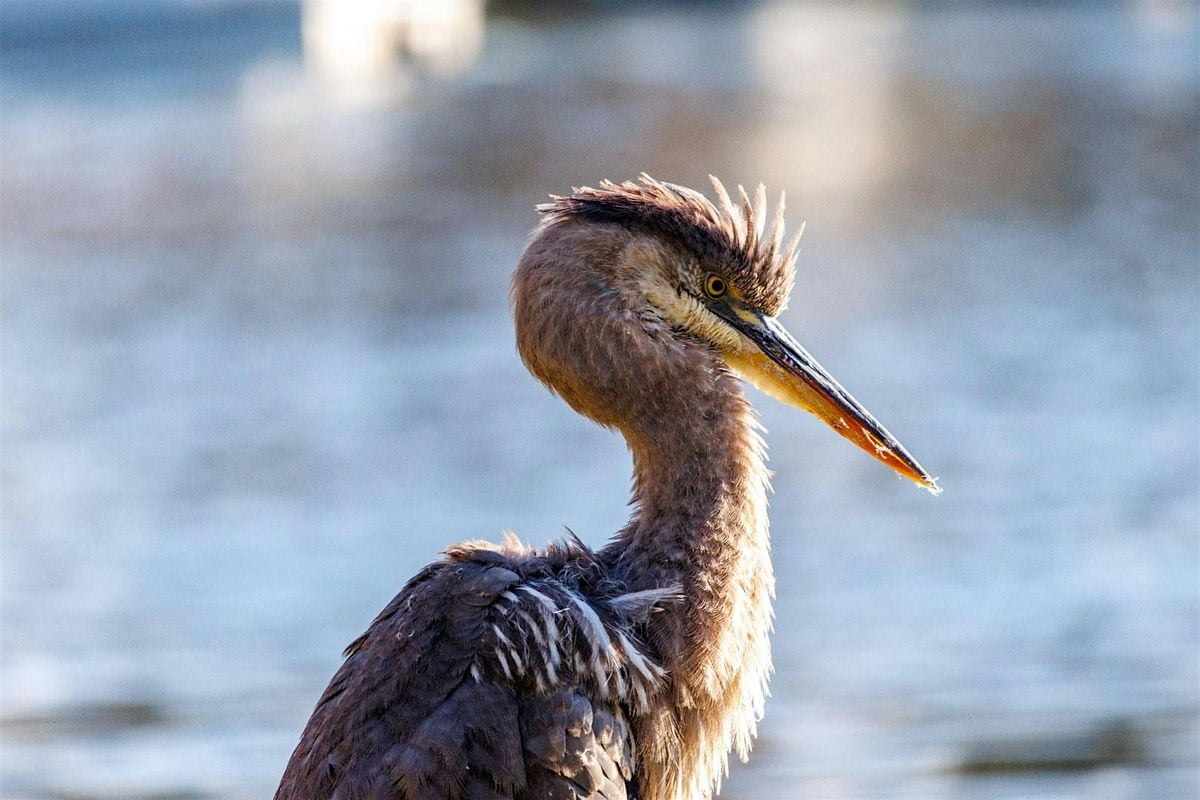 Birding for Big Day with Feminist Bird Club LA & Oxnard Birders Club, 11 October | Event in Ventura | AllEvents